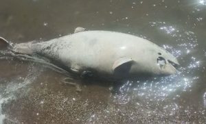 У Маріуполі продовжуються аварійні скиди стоків у відкриту воду