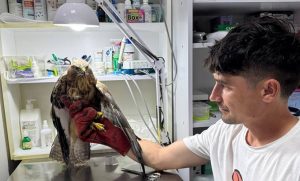 Військові врятували яструба в зоні бойових дій (фото)