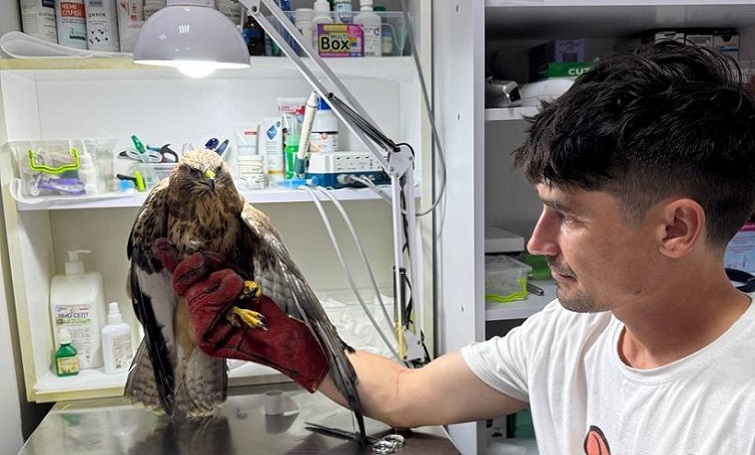 Військові врятували яструба в зоні бойових дій (фото)