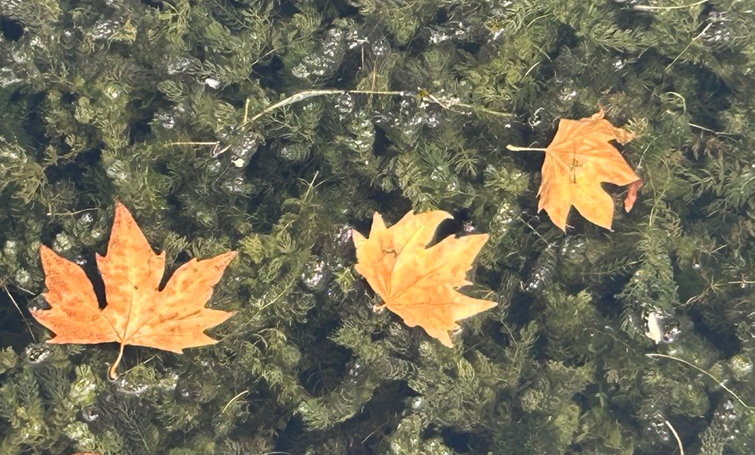 Ідеальні вихідні: Діденко потішила прогнозом, але попередила про прийдешнє похолодання