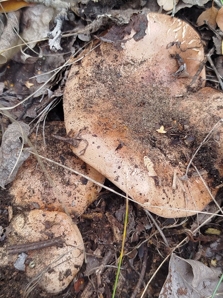 556141435 1125293726401994 6906510723592477352 n