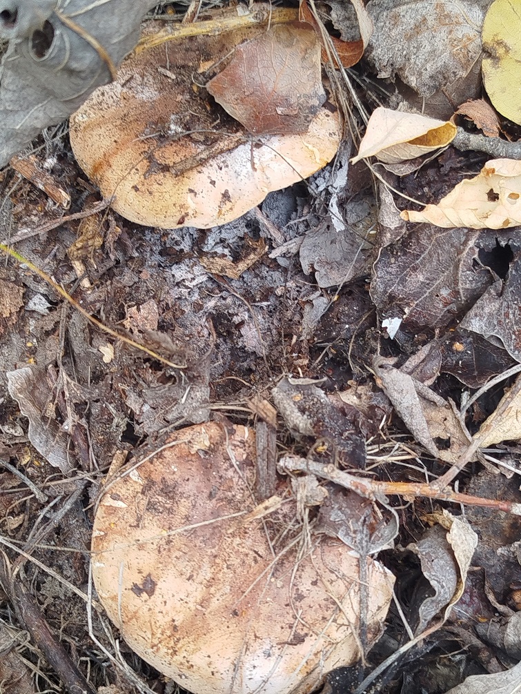 556217476 1125294119735288 7251681371263341518 n