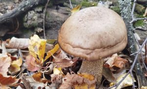 Осінь у Славкурорті: гриби, золоте листя і тиша, попри війну (фото)