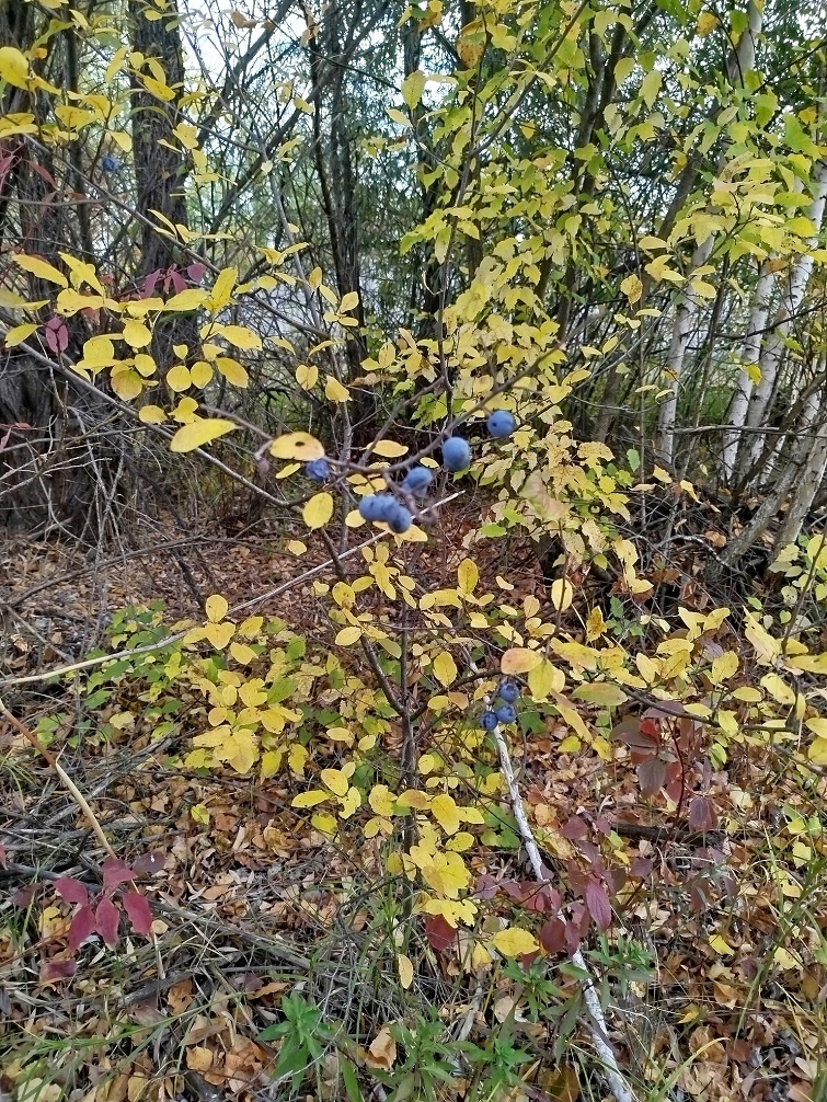 556886263 1125293793068654 8468037343533452640 n