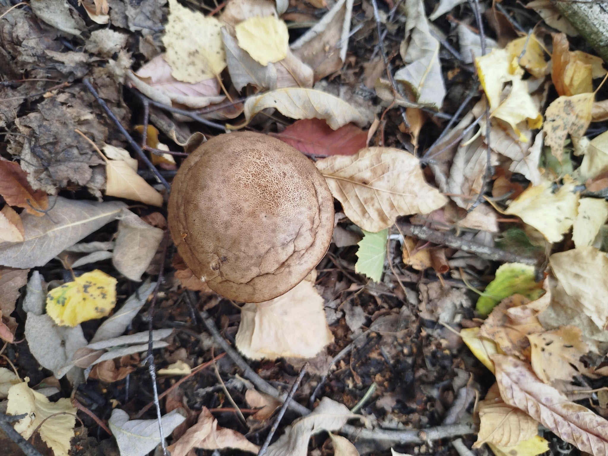 557524785 1125293889735311 4397756950454030010 n