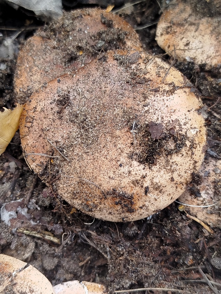 558447586 1125294216401945 6439645831846987755 n