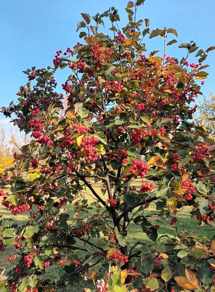 558480299 1876117129645395 2904204290588630989 n