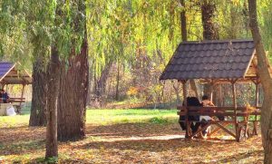 Чарівна золота осінь у парку Шовковичний (Фото)