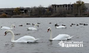 Птахи на Слов’янському курорті: життя серед руїн та гуркоту обстрілів (фото)
