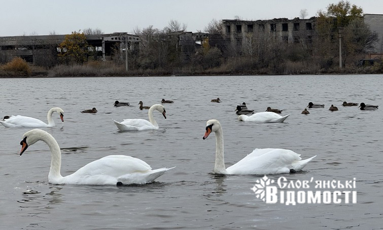 Птахи на Слов’янському курорті: життя серед руїн та гуркоту обстрілів (фото)