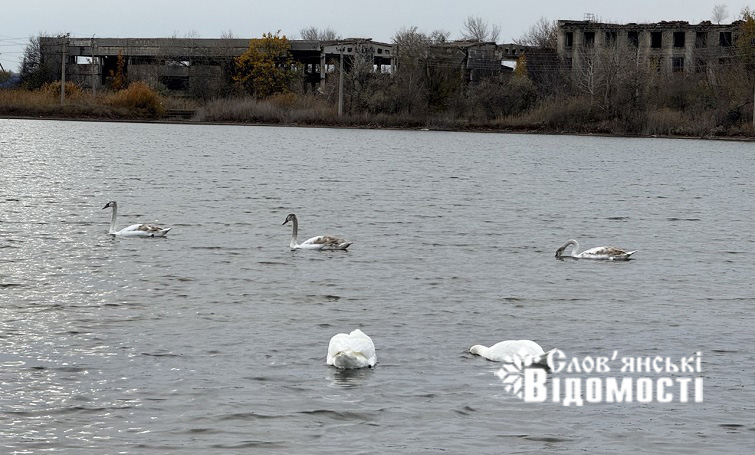 Російські обстріли завдали природним паркам «Слов’янський курорт» та «Святі Гори» збитків на понад 5,3 мільярда гривень