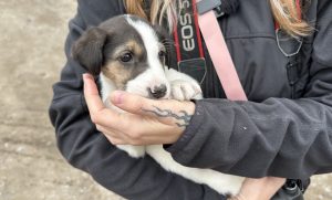 Зоозахисники евакуювали понад 60 тварин з прифронтової Донеччини