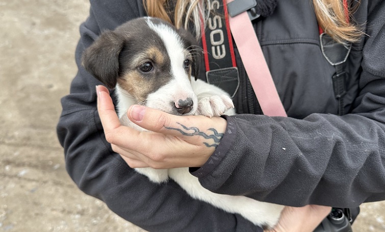 Зоозахисники евакуювали понад 60 тварин з прифронтової Донеччини