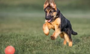 Хвостаті помічники починають свій шлях на службі у 18 Словʼянській бригаді (Фото)