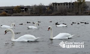 Осінній спокій Вейсового: життя між тишею і тривогою