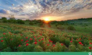 Фотографія з Донеччини увійшла в десятку кращих на міжнародному фотоконкурсі «Вікі любить Землю 2025»