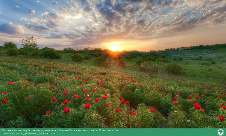 Фотографія з Донеччини увійшла в десятку кращих на міжнародному фотоконкурсі «Вікі любить Землю 2025»