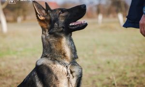 На Донеччині запрацював новий кінологічний підрозділ ДСНС (фото, відео)