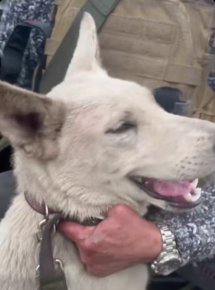 атака авто тварини12