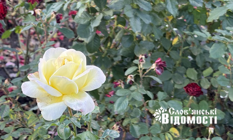 Троянди на Соборній площі у Слов’янську квітнуть навіть пізньою осінню (Фото)