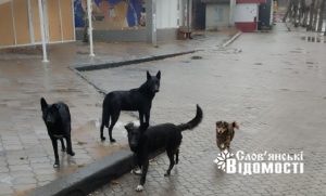 Шанс пережити холоди: у Святогірській громаді оголосили збір на допомогу тваринам