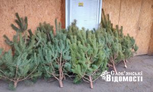 Хвойний аромат і віра в перемогу: скільки коштують ялинки у Слов’янську та де знайти найдешевші