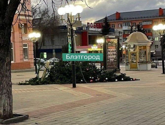 Ялинка белгор