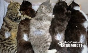 Безплатна стерилізація тварин для військових: у Слов’янську стартувала благодійна ініціатива