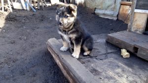 В Україні з 1 березня набрали чинності нові правила утримання домашніх тварин