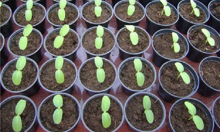 Що садити та сіяти у березні 2026 року