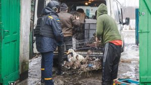 Собака, цуценята та качки: зі села Новокриворіжжя евакуювали останню мешканку  разом з її улюбленцями