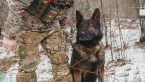 Службовий пес Арчі несе службу на блокпосту Донеччини