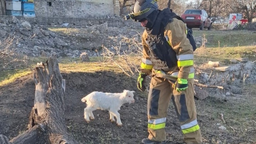 Як у Краматорську козеня рятували