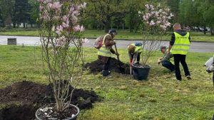 У Слов’янську затвердили нову вартість зелених насаджень на 2026 рік: скільки тепер будуть коштувати дерево, кущ і газон