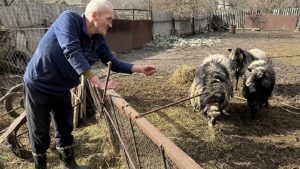Історія пенсіонера з села Прилісне та його баранів