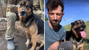 Поранений собака з Донеччини  знайшов родину в Італії