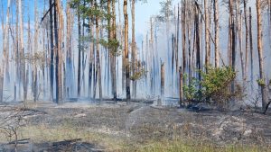 Війна знищила третину лісів Святогір’я (фото)