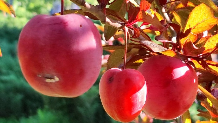 Прогноз погоди у Слов’янську на 2 жовтня