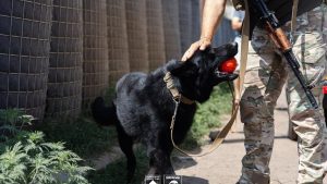 Хвостаті помічники на сторожі контрабанди зброї на Донеччині
