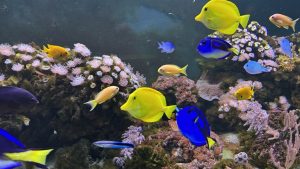 У Краматорську зачиняється акваріум “Дивовижні рибки”