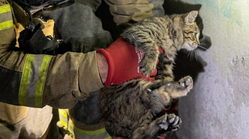 У Слов’янську з-під завалів п’ятиповерхівки дістали живого кота 