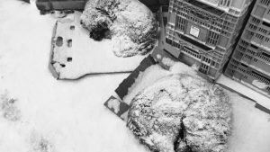 Зоозахисники закликають дозволити бізнесу впускати тварин у магазини погрітися