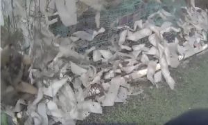 На Донеччині антидронова сітка стала пасткою для цуценяти (Відео)