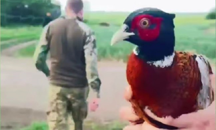 На Донеччині військові бригади «Хижак» врятували фазана (відео)