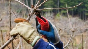 Друга половина березня — час обрізки й підживлення дерев та кущів у саду