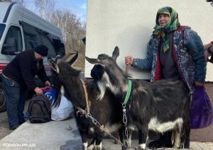 Як отримати до 65 000 гривень від Червоного Хреста на евакуацію худоби та техніки