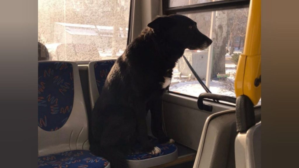 У Слов’янську тролейбусом №1 самотньо катається великий пес: тварина чекає на господаря