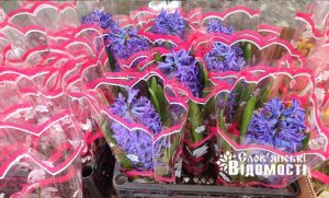 Тюльпани по 70, троянди по 120: по чому квіти у Слов’янську перед 8 березня