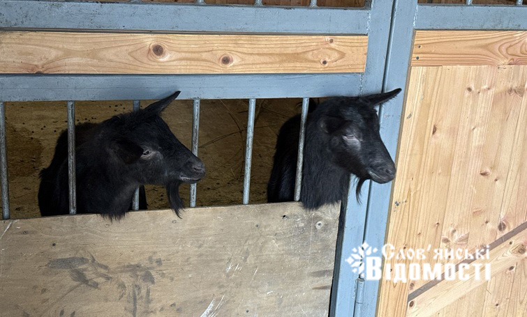 Поні, павичі та віслюки: фоторепортаж із Шовковичного парку перед великим переїздом