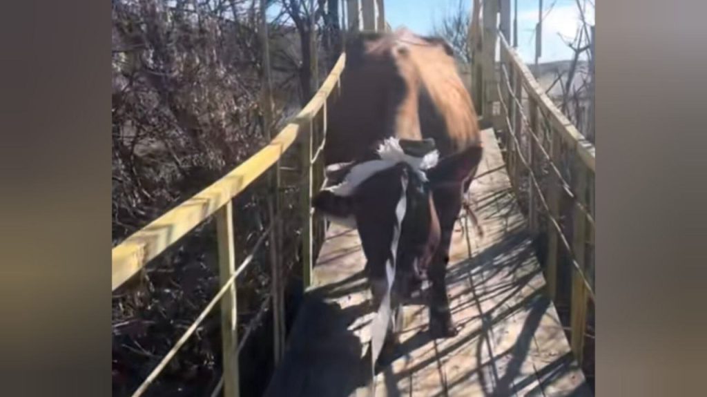 Евакуація з коровою: хлопець під обстрілами виходив з Костянтинівки разом зі своєю годувальницею